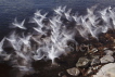 Herring Gull flock take off