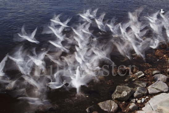 Herring Gull flock take off