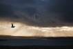 Great Skua with stormy sky