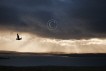 Great Skua Late Evening