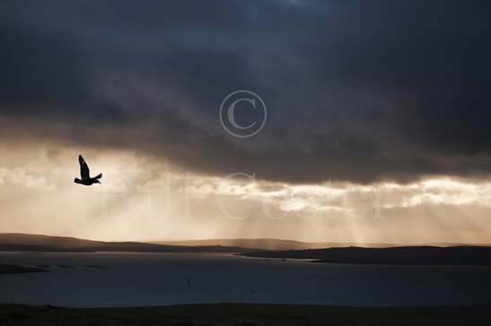 Great Skua with stormy sky