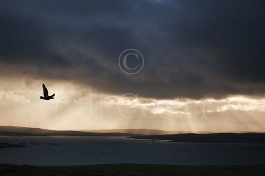 Great Skua Late Evening