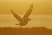 Great Skua Sunset Lift Off