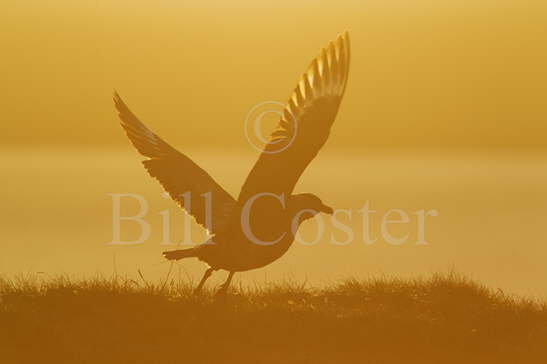 Great Skua taking off