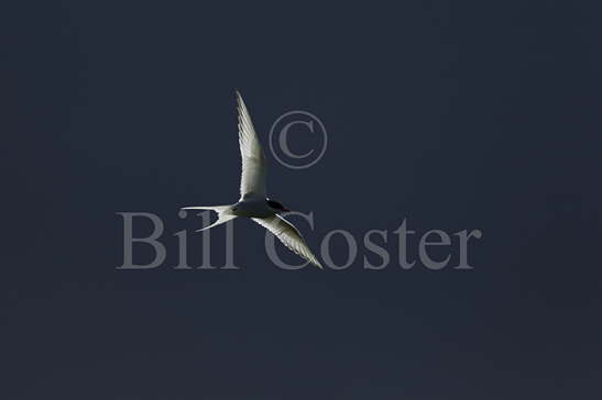 Arctic Tern and stormy sky