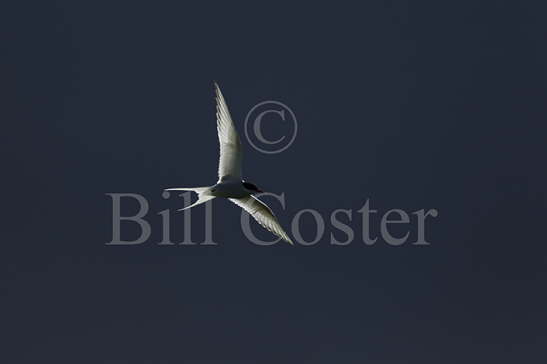 Arctic Tern & Storm Clouds