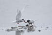 Arctic Tern Food Pass