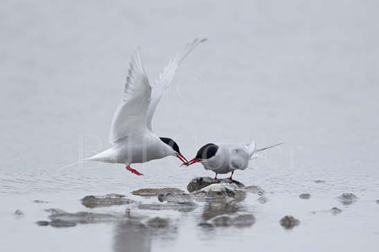 Arctic Tern foodpass