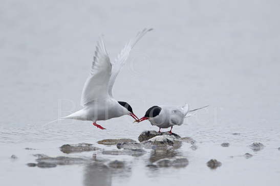 Arctic Tern Food Pass