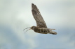 Curlew