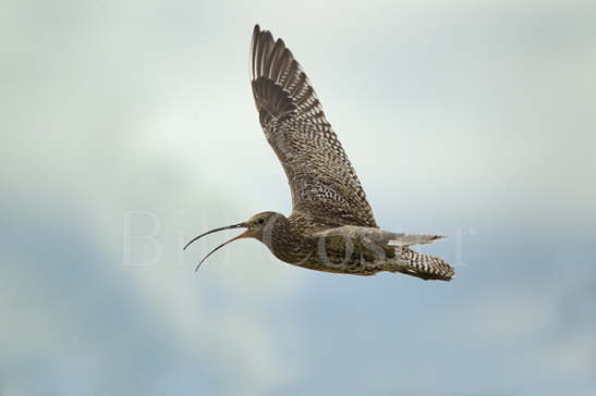 Curlew Calling in Flight