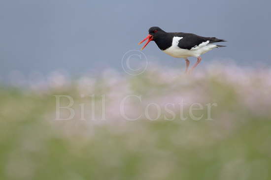 Oystercatcher and Thrift