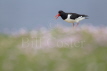 Oystercatcher