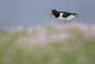 Oystercatcher and Thrift