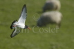 Oystercatcher