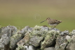 Snipe on Drystone Wall