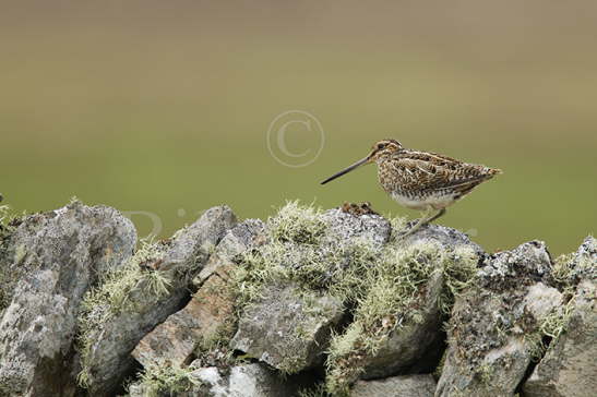 Snipe
