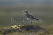 Whimbrel calling