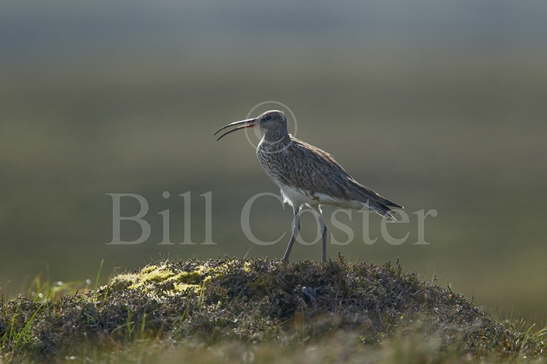 Whimbrel calling