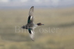 Teal in Flight