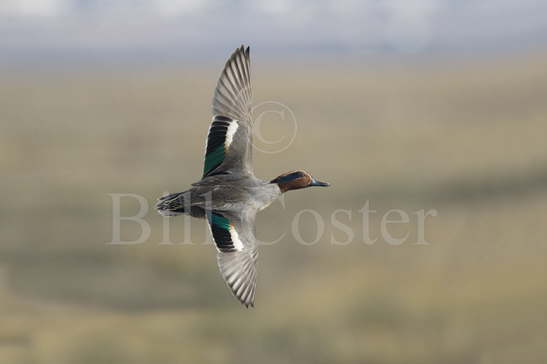 Teal in Flight