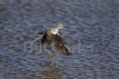 Greenshank Washing