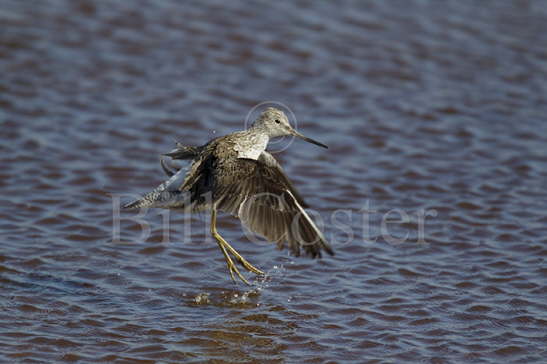 Greenshank Washing