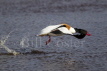 Shelduck Take Off