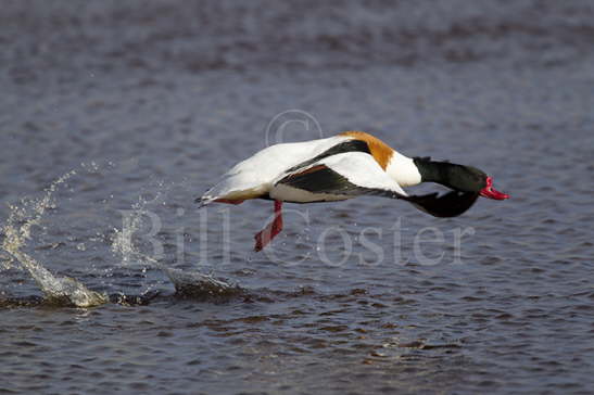 Shelduck Take Off