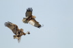 Marsh Harrier Food Pass