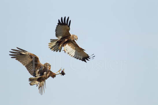 Marsh Harrier Food Pass