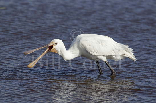 Spoonbill Catching Fish