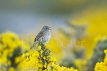 Dunnock on Gorse