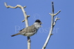 Blackcap Singing