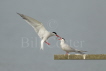 Common Tern food pass