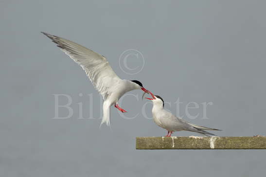 Common Tern food pass