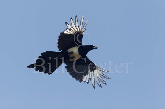 Magpie in Flight