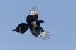 Magpie in Flight