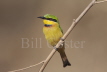 Little Bee-eater