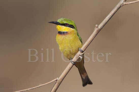 Little Bee-eater