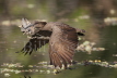 Hammerkop with nesting Material