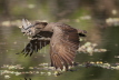 Hammerkop - carrying nesting material