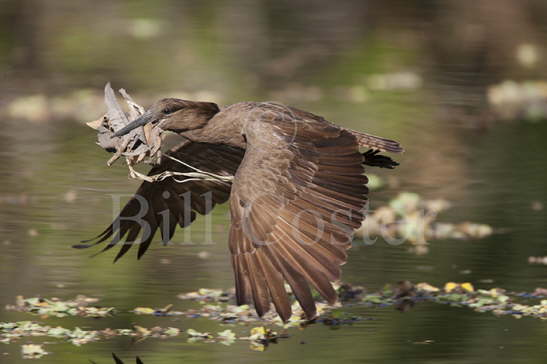 Hammerkop with nesting Material
