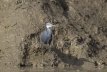 Western Reef Heron