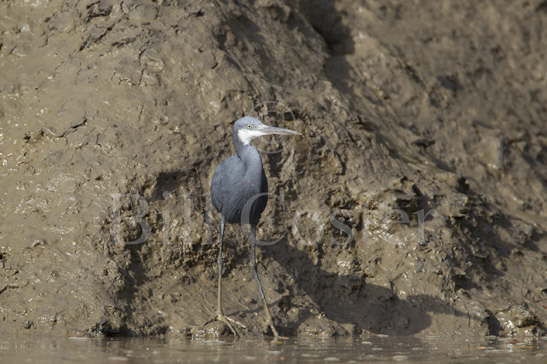 Western Reef Heron