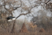 Abyssinian Ground Hornbill 