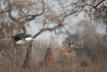 Abyssinian Ground Hornbill & Drongo