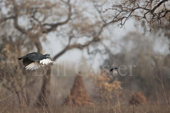 Abyssinian Ground Hornbill 