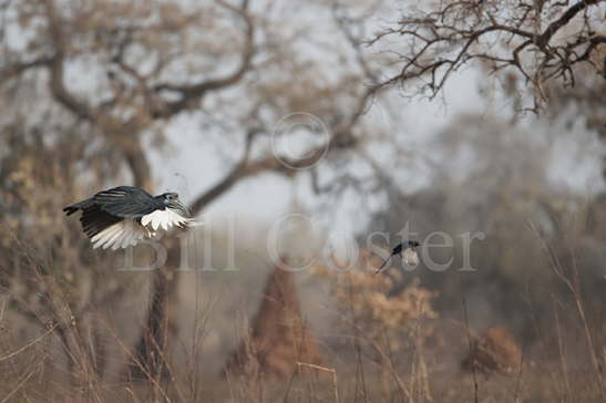 Abyssinian Ground Hornbill & Drongo