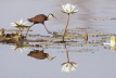 African Jacana
